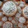 Vai alla scheda di Mammillaria glochidiata