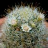 Vai alla scheda di Mammillaria glochidiata v. xiloensis