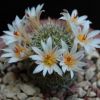 Vai alla scheda di Mammillaria goodridgei v. rectispina