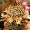 Vai alla scheda di Mammillaria goodridgii