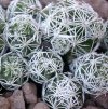 Vai alla scheda di Mammillaria gracilis