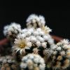 Vai alla scheda di Mammillaria gracilis cv. arizona snowcap