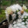 Vai alla scheda di Mammillaria gracilis cv. buenavista