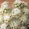 Vai alla scheda di Mammillaria gracilis f. monstruosa
