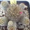 Vai alla scheda di Mammillaria gracilis v. fragilis