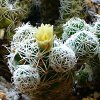 Vai alla scheda di Mammillaria gracilis v. pulchella