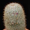 Vai alla scheda di Mammillaria graessneriana