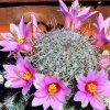 Vai alla scheda di Mammillaria grahamii