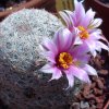 Vai alla scheda di Mammillaria grahamii v. oliviae