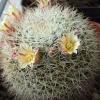 Vai alla scheda di Mammillaria grusonii