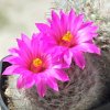 Vai alla scheda di Mammillaria guelzowiana