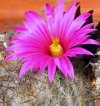 Vai alla scheda di Mammillaria guelzowiana v. robustior