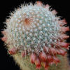 Vai alla scheda di Mammillaria guerreronis