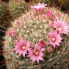 Vai alla scheda di Mammillaria guillauminiana