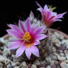 Vai alla scheda di Mammillaria guirocobensis