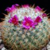 Vai alla scheda di Mammillaria haageana ssp. acultzingensis