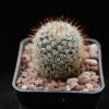 Vai alla scheda di Mammillaria haageana ssp. acultzingensis forma