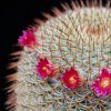 Vai alla scheda di Mammillaria haageana ssp. conspicua