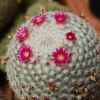 Vai alla scheda di Mammillaria haageana ssp. san-angelensis