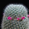 Vai alla scheda di Mammillaria haageana ssp. schmollii