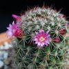 Vai alla scheda di Mammillaria haasii