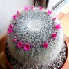 Vai alla scheda di Mammillaria hahniana