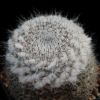 Vai alla scheda di Mammillaria hahniana ssp. bravoae