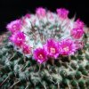 Vai alla scheda di Mammillaria hahniana ssp. mendeliana