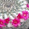 Vai alla scheda di Mammillaria hahniana ssp. woodsii