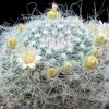 Vai alla scheda di Mammillaria hahniana v. albiflora