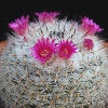 Vai alla scheda di Mammillaria hahniana v. werdermanniana