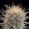 Vai alla scheda di Mammillaria halei