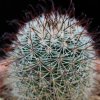 Vai alla scheda di Mammillaria hamata