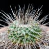 Vai alla scheda di Mammillaria hamiltonhoytea v. pilensis