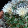 Vai alla scheda di Mammillaria hastifera