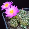 Vai alla scheda di Mammillaria haudeana