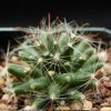 Vai alla scheda di Mammillaria heidiae