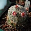 Vai alla scheda di Mammillaria hermosana