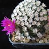 Vai alla scheda di Mammillaria hernandezii