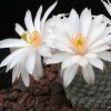 Vai alla scheda di Mammillaria herrerae v. albiflora