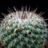 Vai alla scheda di Mammillaria hertrichiana