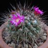 Vai alla scheda di Mammillaria hertrichiana forma