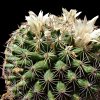 Vai alla scheda di Mammillaria heyderi