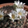 Vai alla scheda di Mammillaria heyderi ssp. gaumeri