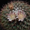 Vai alla scheda di Mammillaria heyderi ssp. gummifera