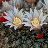 Vai alla scheda di Mammillaria heyderi ssp. hemisphaerica