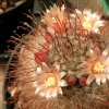 Vai alla scheda di Mammillaria hirsuta