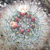 Vai alla scheda di Mammillaria hirsuta v. grandis