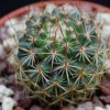 Vai alla scheda di Mammillaria huajuapensis