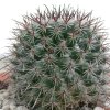 Vai alla scheda di Mammillaria hubertmulleri